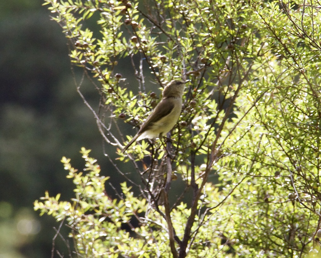 GreyWarblerOkuraBush