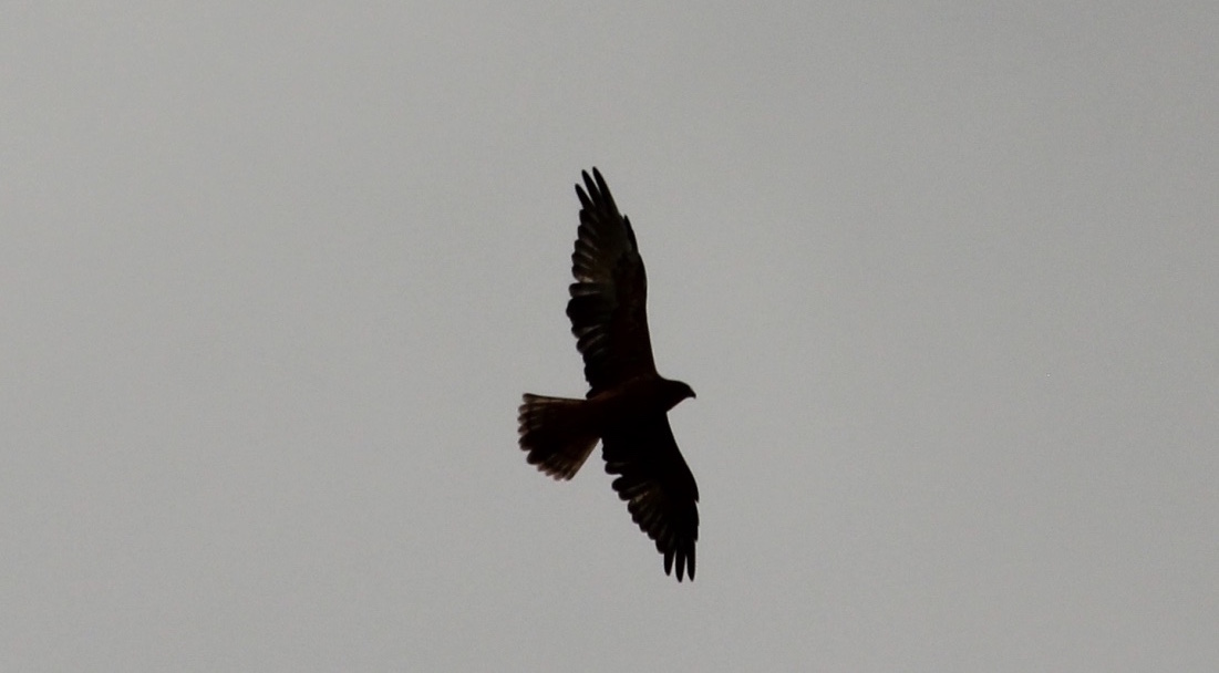 Kāhu – Harrier Hawk | A Magpie Collection