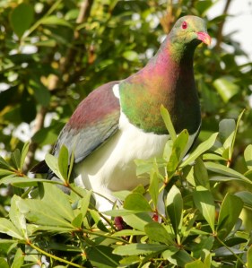 Alert kererū