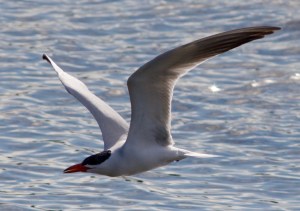 Caspian tern in flight