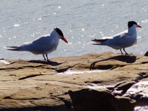 Pair of Caspian terns